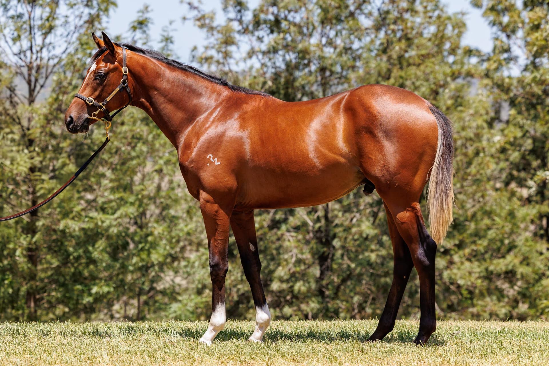 Dundeel x Zihuatanejo